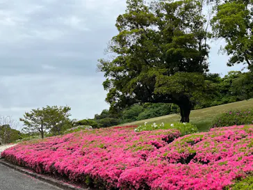 万博記念公園に投稿された画像（2026/4/25）