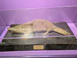 特別展「超危険生物展　科学で挑む生き物の本気」に投稿された画像（2026/4/25）