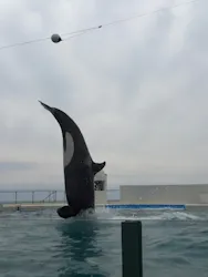 鴨川シーワールドに投稿された画像（2026/4/25）