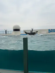 鴨川シーワールドに投稿された画像（2026/4/25）