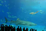 沖縄美ら海水族館に投稿された画像（2026/4/25）