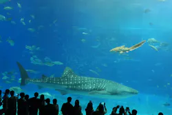 沖縄美ら海水族館に投稿された画像（2026/4/25）