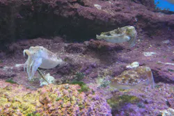 沖縄美ら海水族館に投稿された画像（2026/4/25）