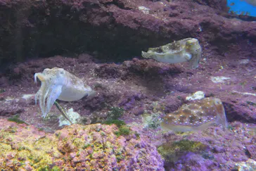 沖縄美ら海水族館に投稿された画像（2026/4/25）