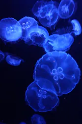 沖縄美ら海水族館に投稿された画像（2026/4/25）