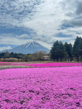 富士芝桜まつり(富士本栖湖リゾート)に投稿された画像（2026/4/25）