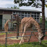 こども動物自然公園（埼玉県公園緑地協会）に投稿された画像（2026/4/25）