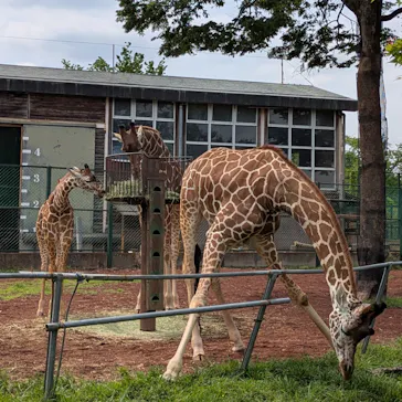 こども動物自然公園（埼玉県公園緑地協会）に投稿された画像（2026/4/25）