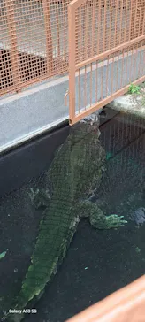 熱川バナナワニ園に投稿された画像（2026/4/25）