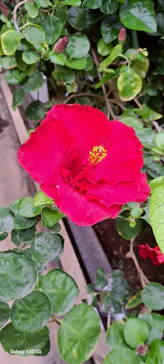 熱川バナナワニ園に投稿された画像（2026/4/25）