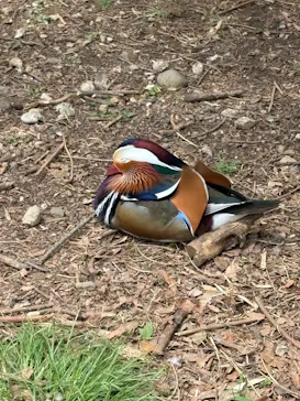 多摩動物公園に投稿された画像（2026/4/25）