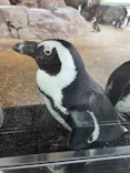 京都鉄道博物館×京都水族館に投稿された画像（2026/4/25）