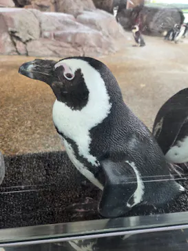 京都鉄道博物館×京都水族館に投稿された画像（2026/4/25）