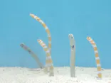 しながわ水族館に投稿された画像（2026/4/25）