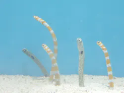 しながわ水族館に投稿された画像（2026/4/25）