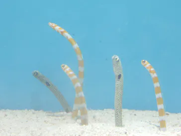 しながわ水族館に投稿された画像（2026/4/25）