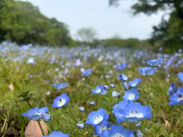 こうべアグリパークネモフィラの丘に投稿された画像（2026/4/25）