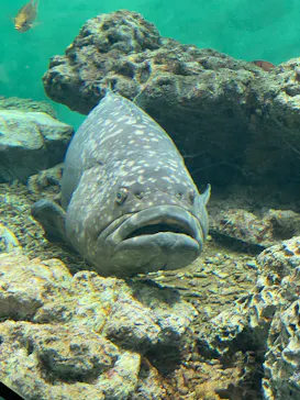 葛西臨海水族園に投稿された画像（2026/4/25）
