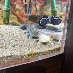 西武園ゆうえんちに投稿された画像（2026/4/25）