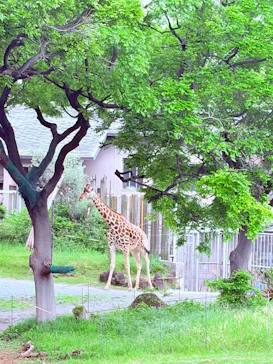 天王寺動物園に投稿された画像（2026/4/25）