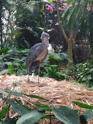 神戸どうぶつ王国に投稿された画像（2026/4/25）