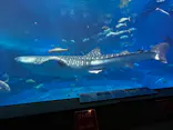 沖縄美ら海水族館に投稿された画像（2026/4/25）