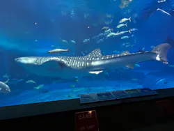 沖縄美ら海水族館に投稿された画像（2026/4/25）