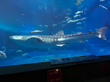 沖縄美ら海水族館に投稿された画像（2026/4/25）