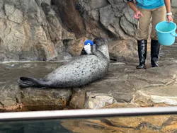 しながわ水族館に投稿された画像（2026/4/25）