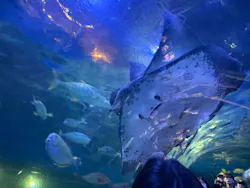 しながわ水族館に投稿された画像（2026/4/25）