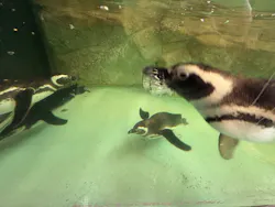 しながわ水族館に投稿された画像（2026/4/25）