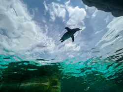 天王寺動物園に投稿された画像（2026/4/25）