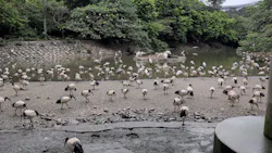 ネオパークオキナワに投稿された画像（2026/4/25）