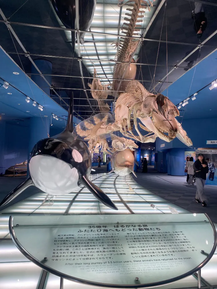 名古屋港水族館の口コミ ｜館内が広くて、海獣類の骨格標本｜アソビュー！