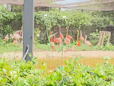 天王寺動物園に投稿された画像（2026/4/25）