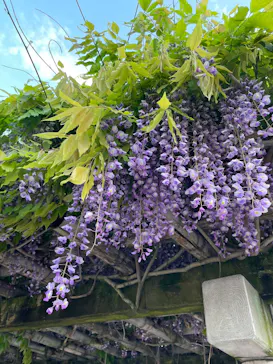 特別展「神仏の山 吉野・大峯　―蔵王権現に捧げた祈りと美―」に投稿された画像（2026/4/25）