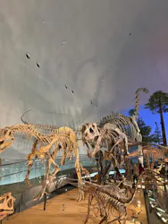 福井県立恐竜博物館に投稿された画像（2026/4/25）