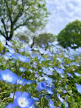 万博記念公園に投稿された画像（2026/4/25）