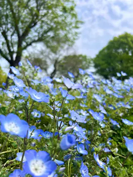 万博記念公園に投稿された画像（2026/4/25）