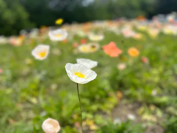 万博記念公園に投稿された画像（2026/4/25）