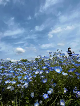 万博記念公園に投稿された画像（2026/4/25）