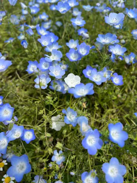万博記念公園に投稿された画像（2026/4/25）