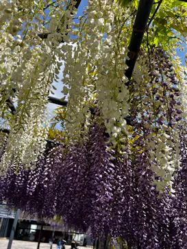 万博記念公園に投稿された画像（2026/4/25）