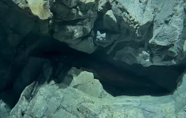 滋賀県立琵琶湖博物館に投稿された画像（2026/4/25）