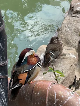 天王寺動物園に投稿された画像（2026/4/25）