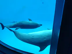 サンシャイン水族館に投稿された画像（2026/4/25）