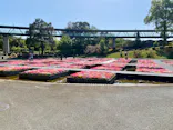 とっとり花回廊に投稿された画像（2026/4/25）