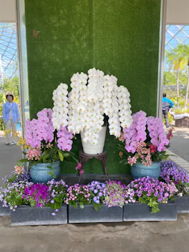 とっとり花回廊に投稿された画像（2026/4/25）