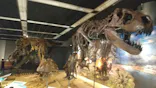 T-REX展～ティラノサウルスの進化～（新潟県立自然科学館）に投稿された画像（2026/4/25）