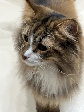 Cat Café MOFF コクーンシティさいたま新都心店に投稿された画像（2026/4/25）